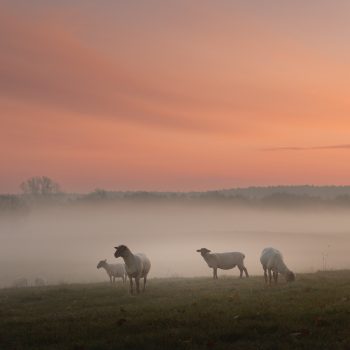 Schafe zur Golden Stunde im Novembermorgennebel